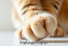 سرطان استخوان در گربه‌ ها