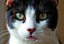 سرطان در گربه ها