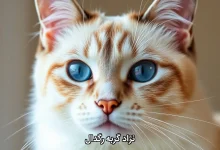 نژاد گربه رگدال