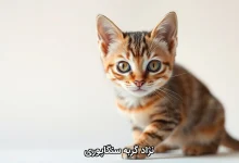 نژاد گربه سنگاپوری