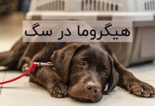 هیگروما در سگ