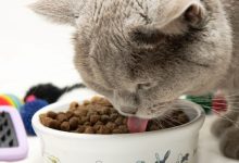 بررسی بهترین مارک های غذای گربه