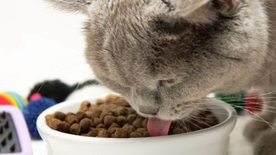 بررسی بهترین مارک های غذای گربه