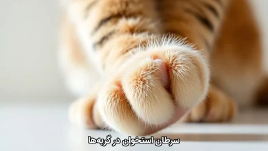 سرطان استخوان در گربه‌ ها