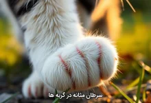 سرطان مثانه در گربه ها