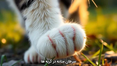 سرطان مثانه در گربه ها