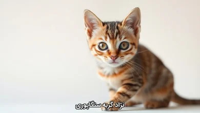 نژاد گربه سنگاپوری