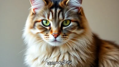 نژاد گربه سیبری