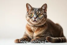 گربه نژاد اگزاتیک موکوتاه