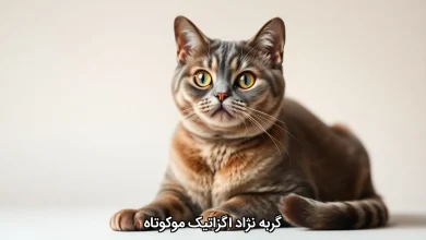 گربه نژاد اگزاتیک موکوتاه