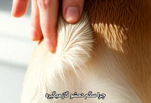 چرا سگم دمشو گاز میگیره