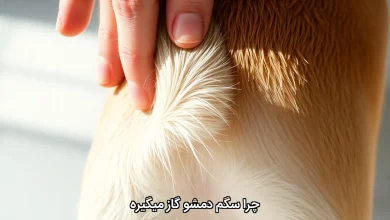 چرا سگم دمشو گاز میگیره