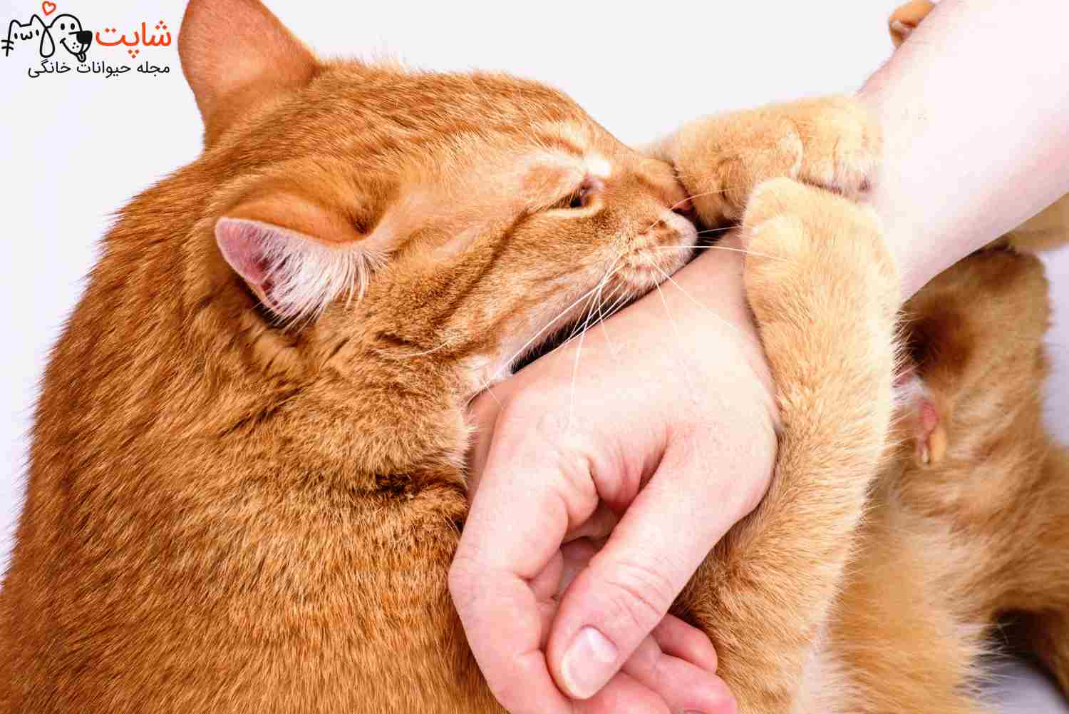 چرا گربه گاز میگیره 