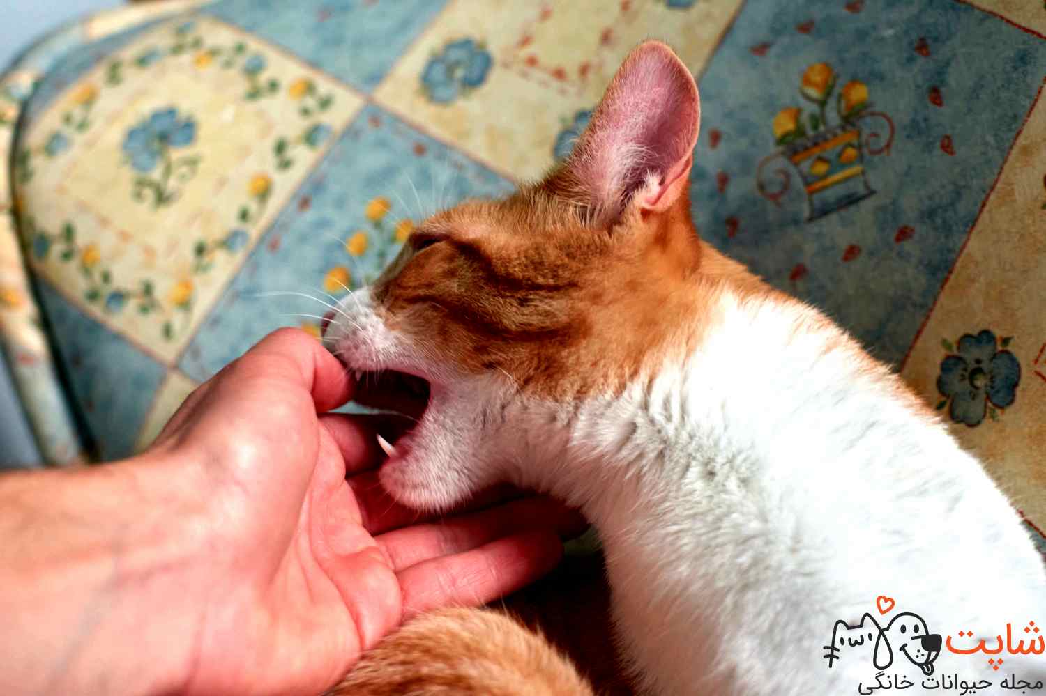 گاز گرفتن گربه
