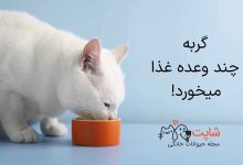 گربه چند وعده غذا میخورد