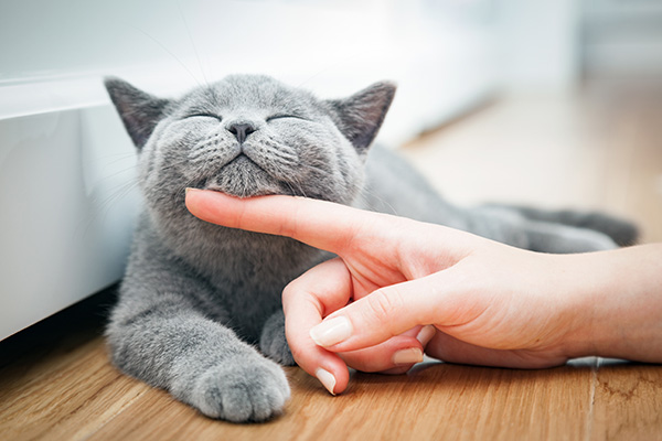 تجربه لذت بخش نگهداری از گربه ها