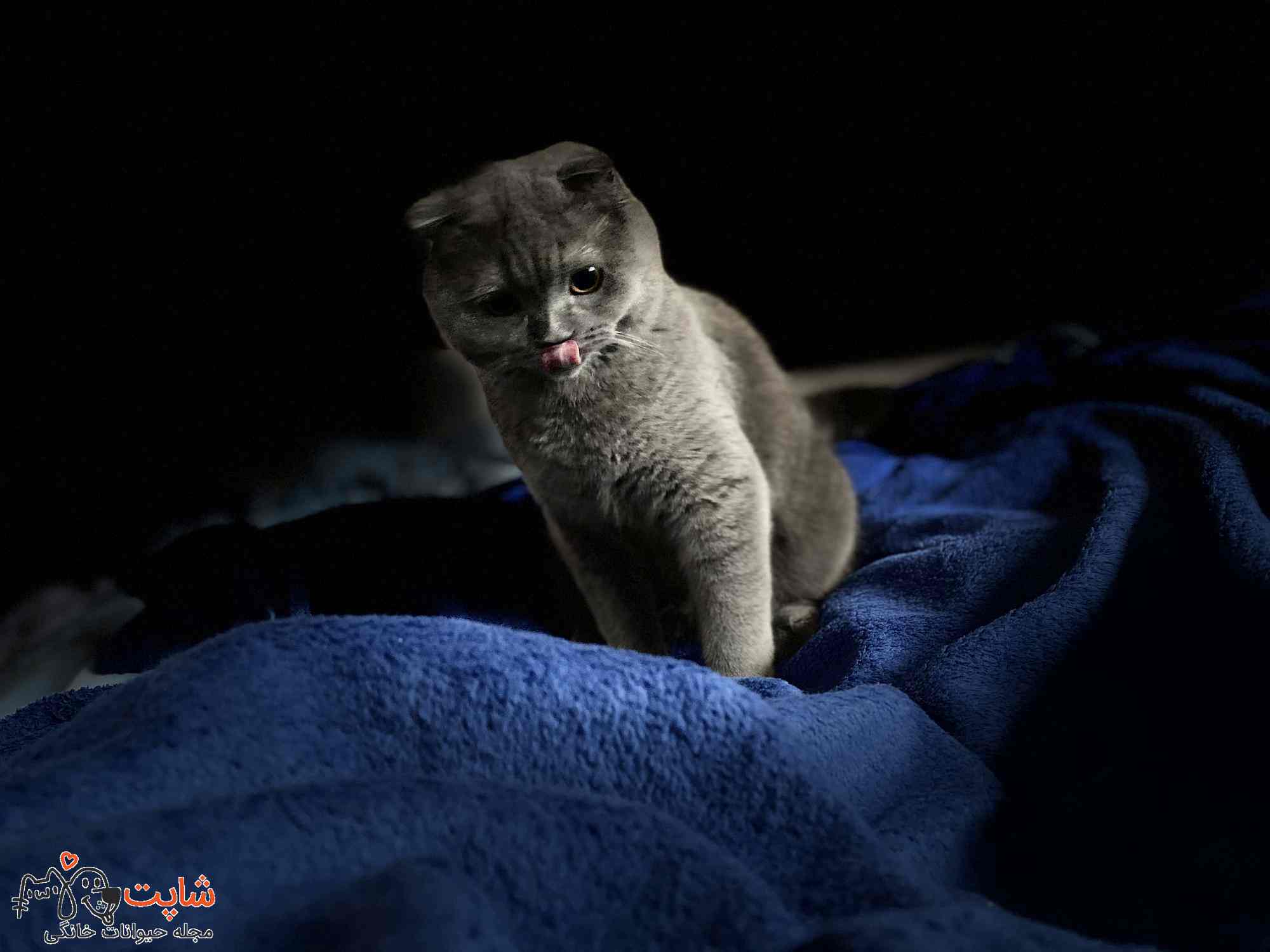 چرا گربه ها شبها بیدارند