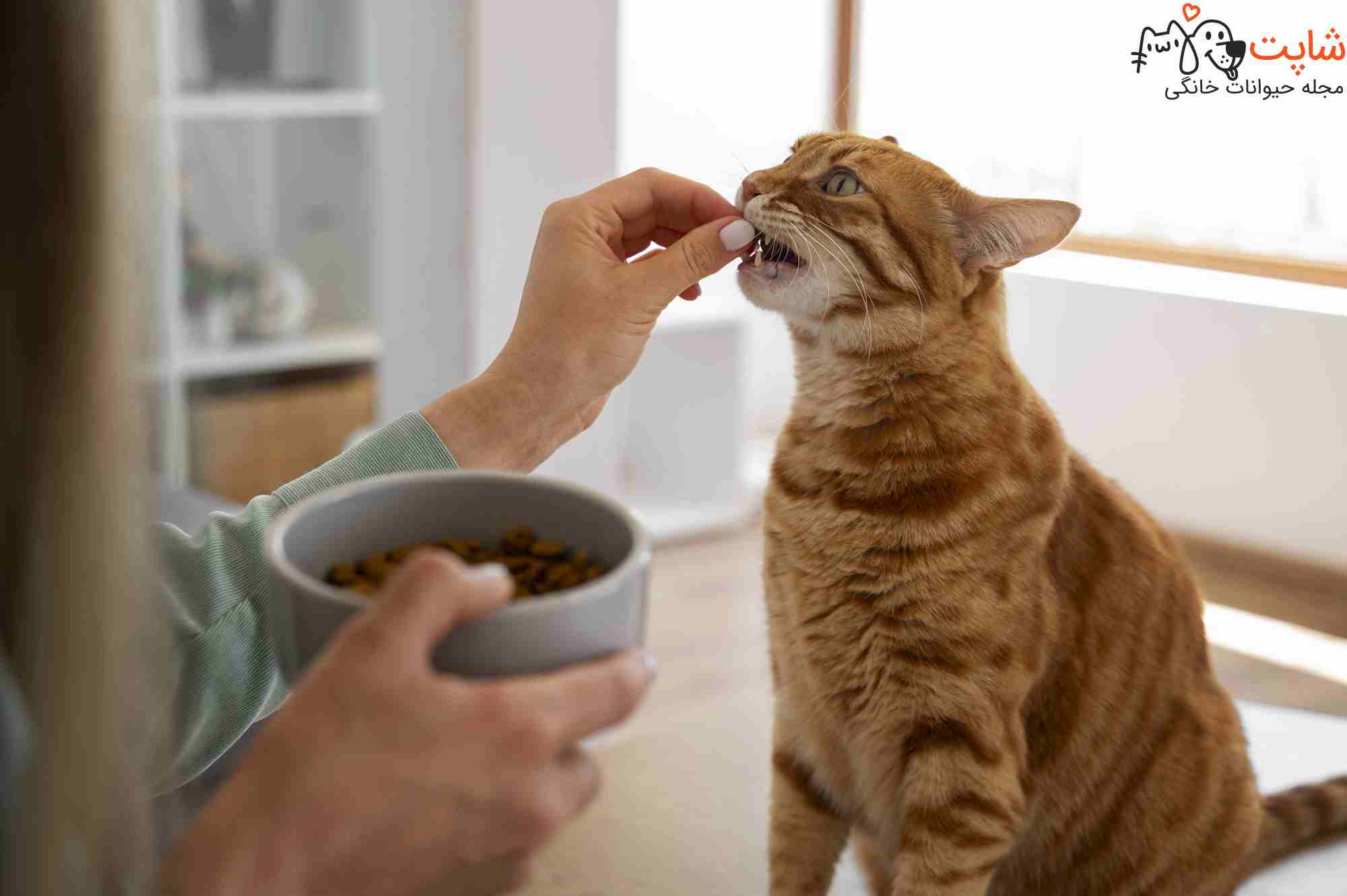 گربه چند وعده غذا میخورد