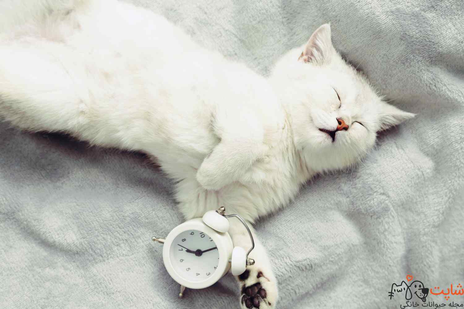 چرا گربم پیشم نمیخوابه بچه گربه خواب