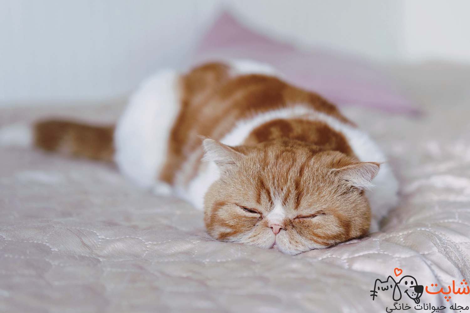 خوابیدن گربه چرا گربم پیشم نمیخوابه 