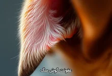 عفونت گوش سگ