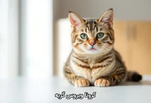 کرونا ویروس گربه‌