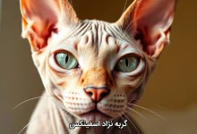 گربه نژاد اسفینکس