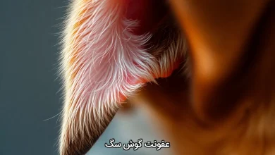 عفونت گوش سگ