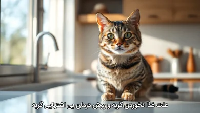علت غذا نخوردن گربه و روش درمان بی اشتهایی گربه