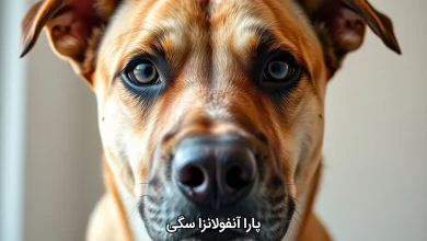 پارا آنفولانزا سگی