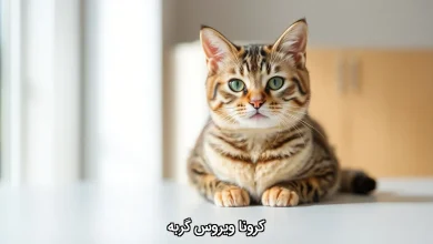 کرونا ویروس گربه‌