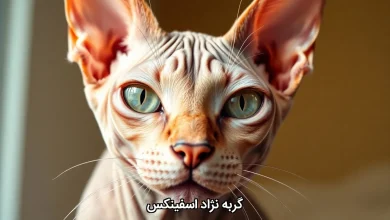 گربه نژاد اسفینکس